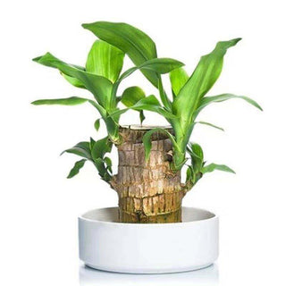 Adbeni Imported Brazilian Lucky Wood Hydroponic Plant | Eco-Friendly Lucky Charm Office Decoration, Desktop Plants for Home Decor (Item code: 484)